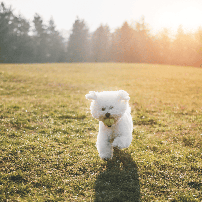 Adorable fluffy dog chasing a tennis ball in a sunny open field for dog exercise and fun.