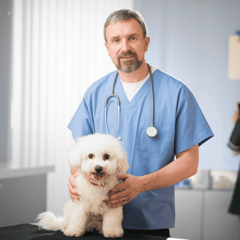 Bichon Frise health