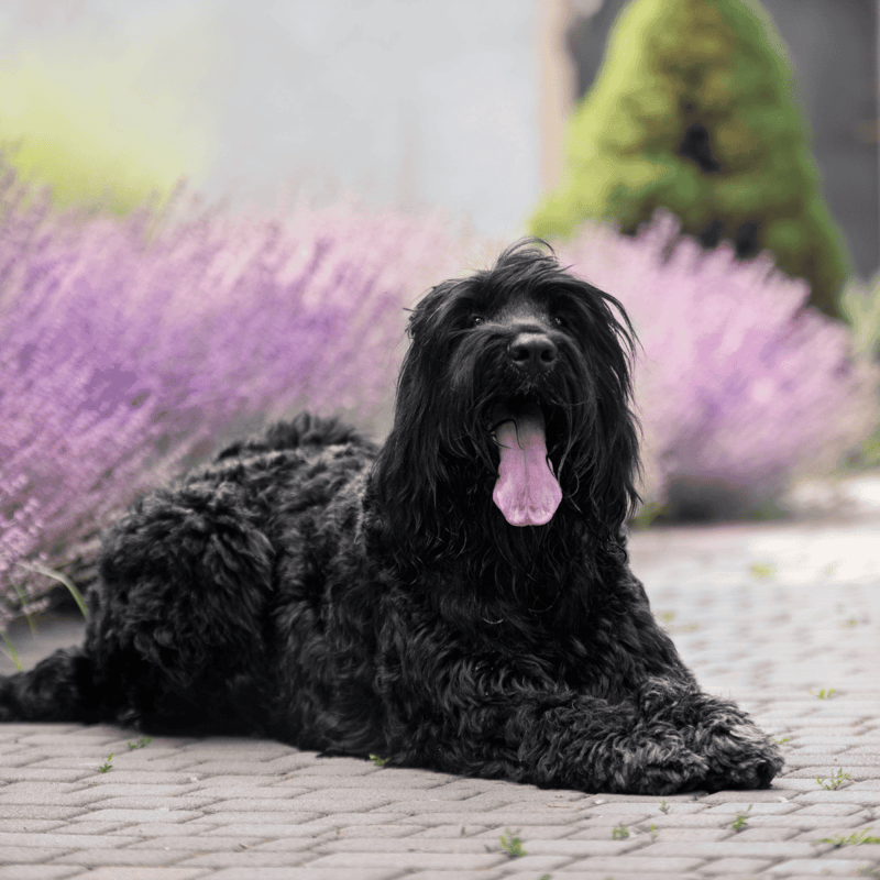 Black curly-haired dog resting on paved path with pink flowers and green shrubbery background.