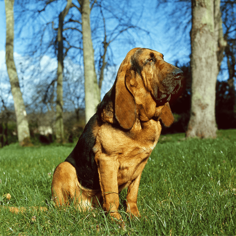 Bloodhound overview