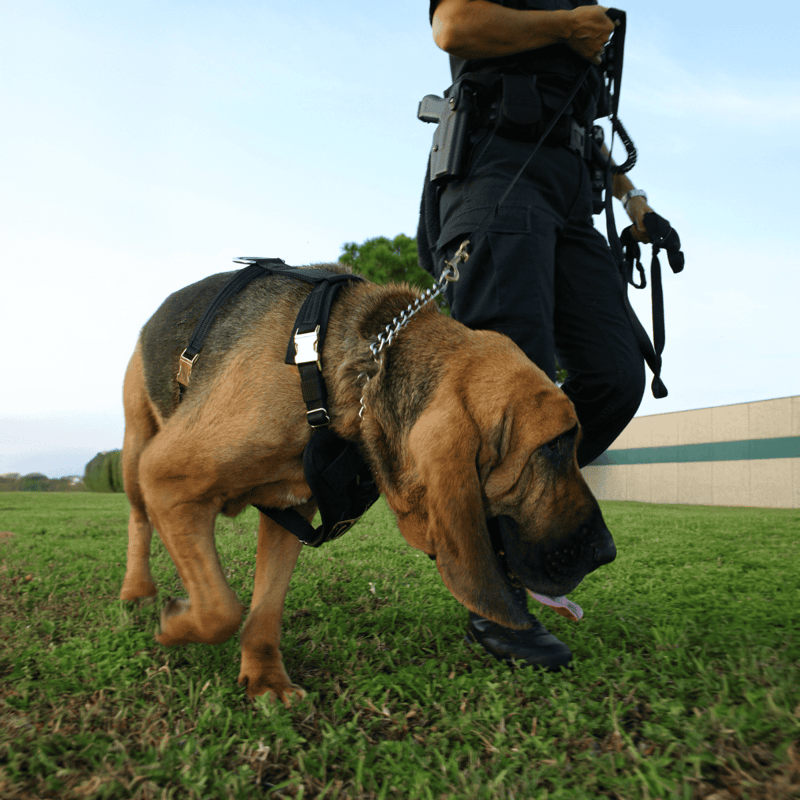 Bloodhound photo 2