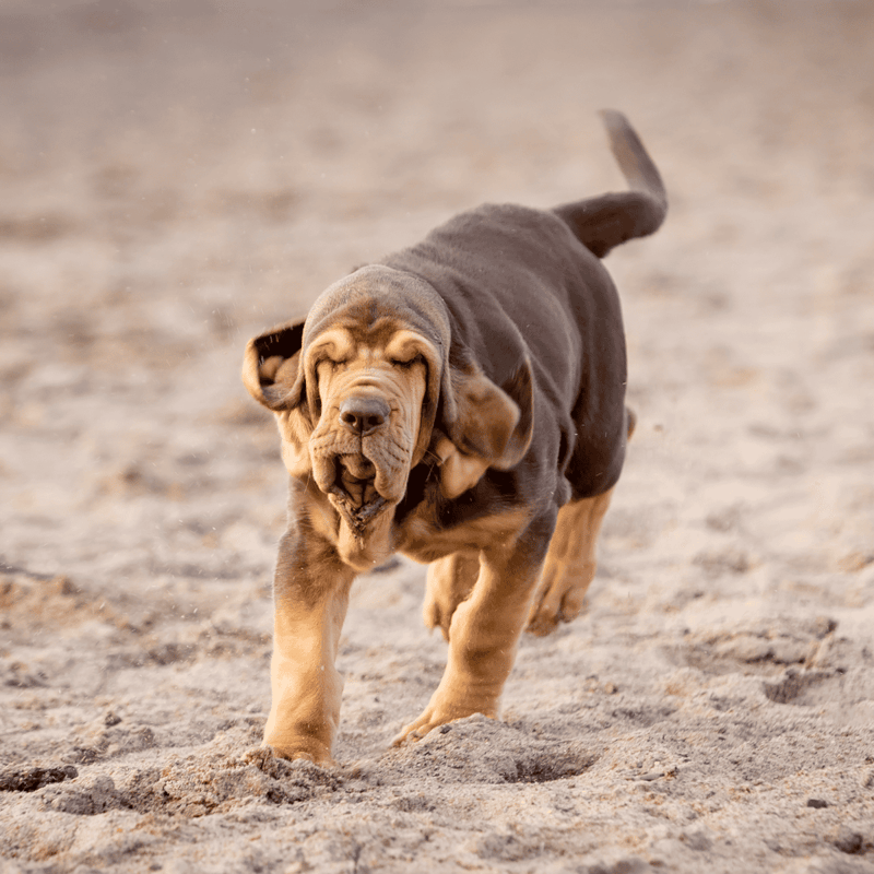 Bloodhound photo 3