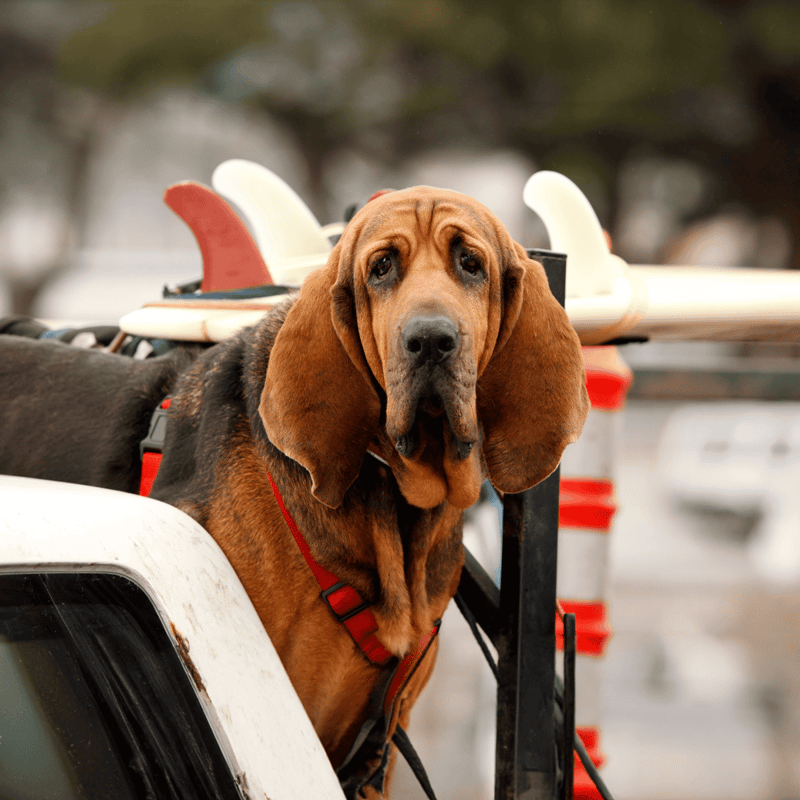Bloodhound photo 1