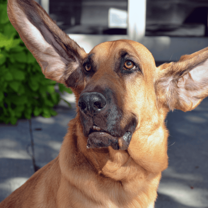 Bloodhound Grooming