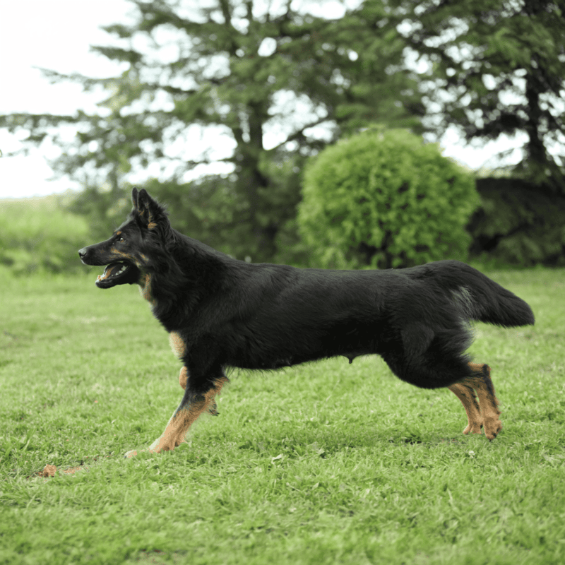 Bohemian Shepherd photo 2