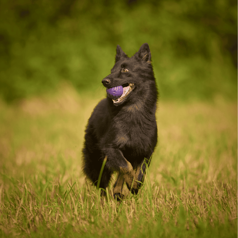 Bohemian Shepherd photo 3