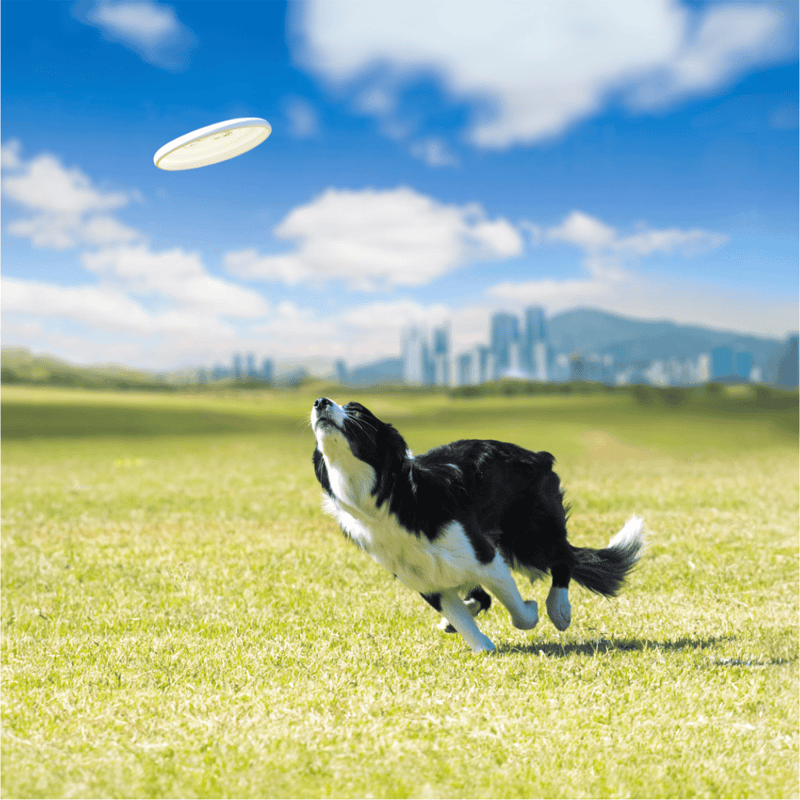 Border Collie photo 2