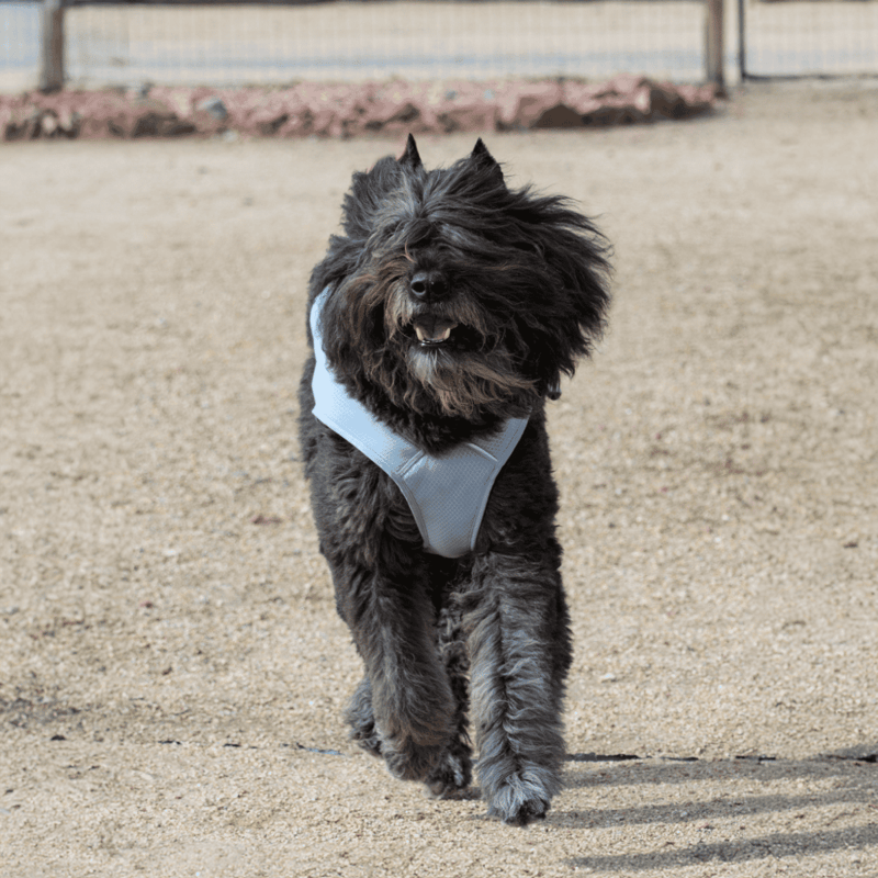 Bouvier des Flandres photo 2