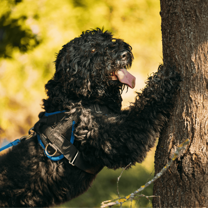 Bouvier des Flandres photo 3