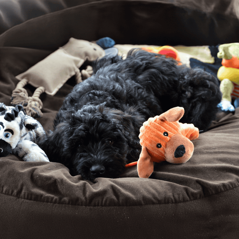 Bouvier des Flandres photo 1