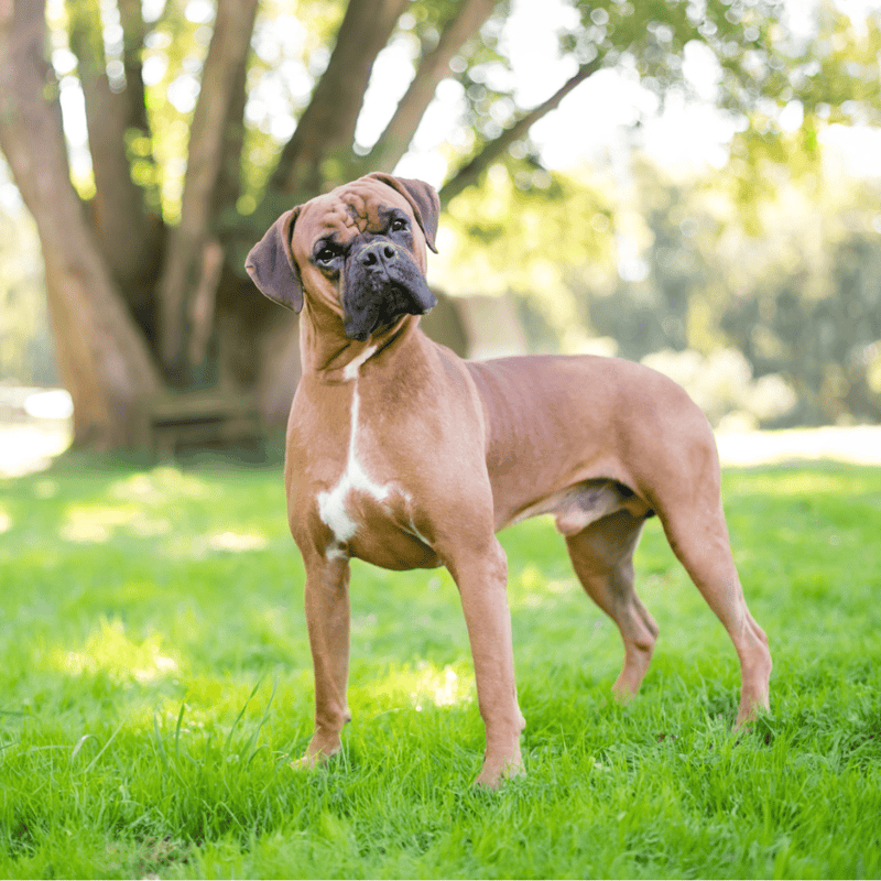 Boxer overview