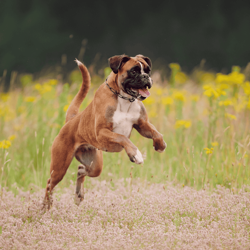 Boxer photo 2