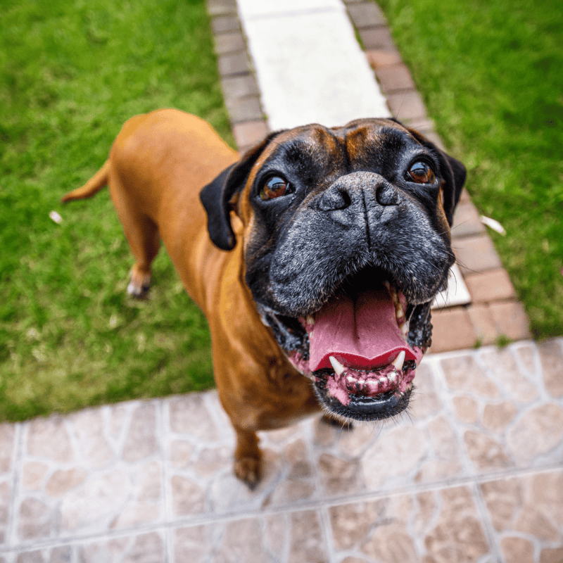 Boxer photo 3