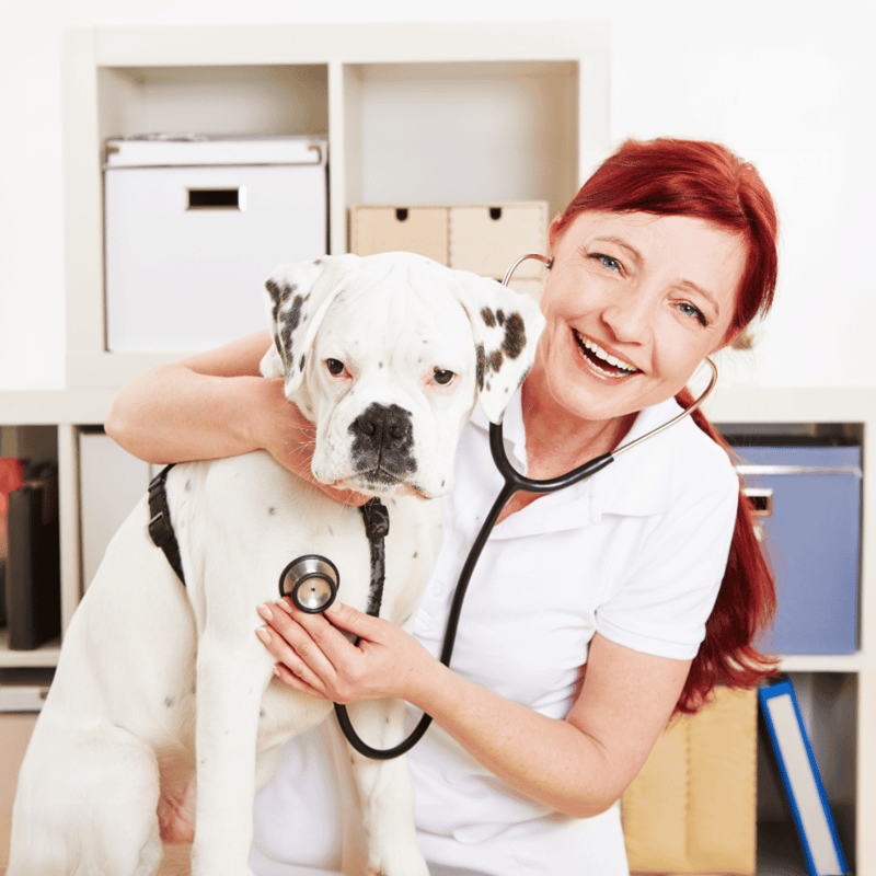 Boxer health