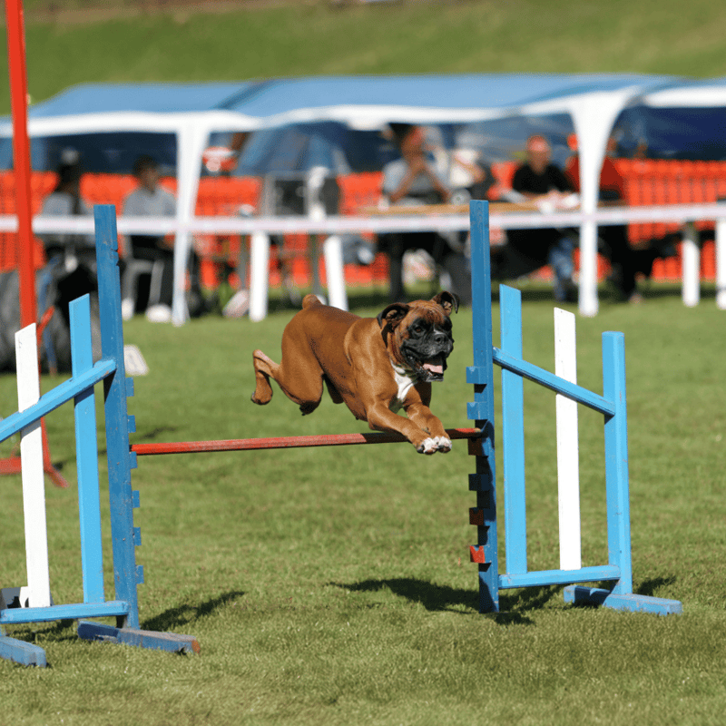 Boxer Training