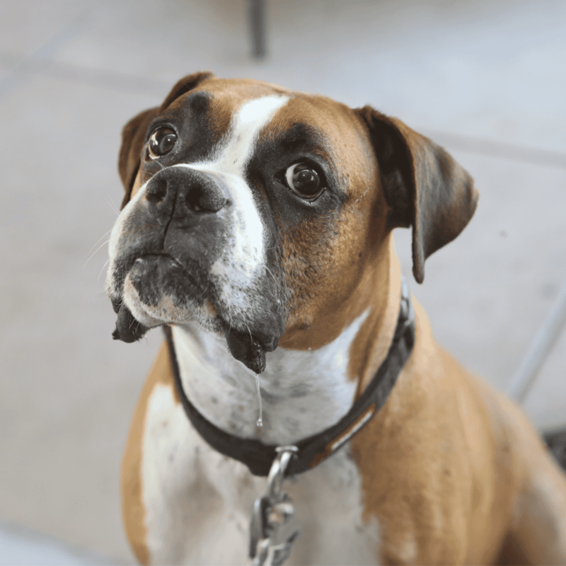 Adorable smiling dog with soulful eyes, ready for adoption or rescue, exemplifies the importance of pet rescue services.