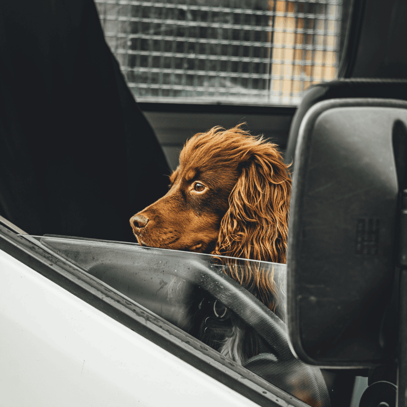 Boykin Spaniel photo 2