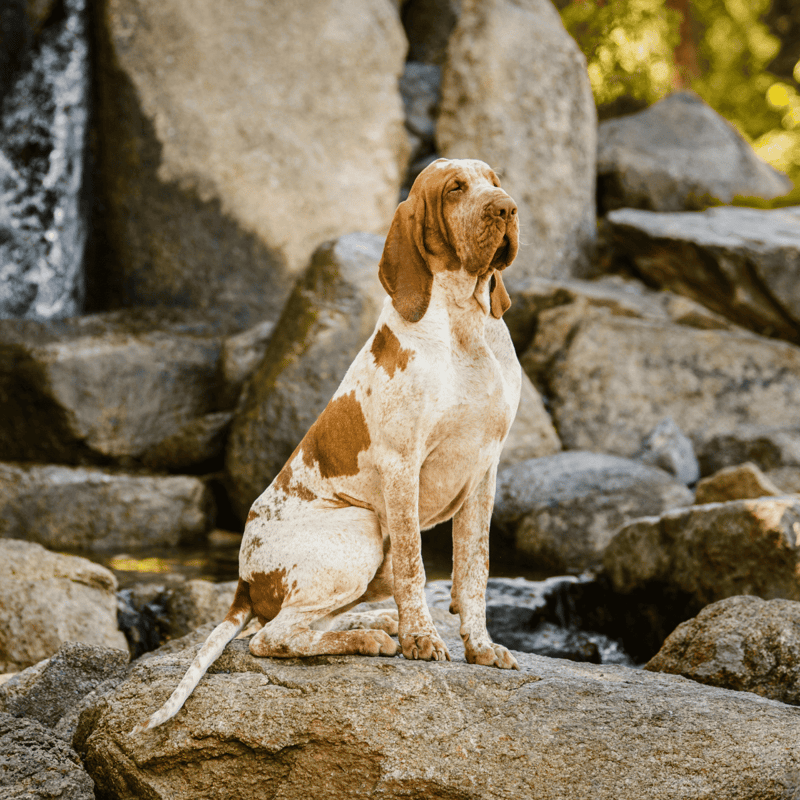 Bracco Italiano photo 3