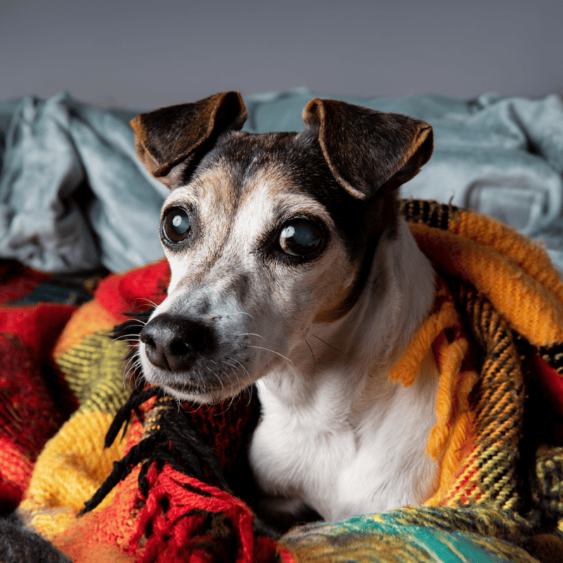 Brazilian Terrier photo 2