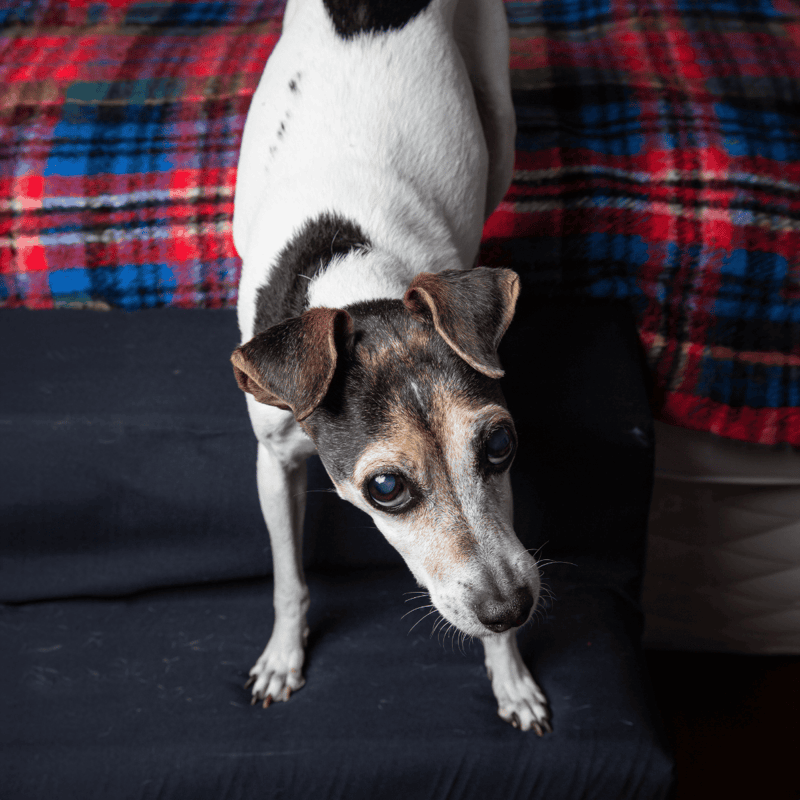 Brazilian Terrier photo 3