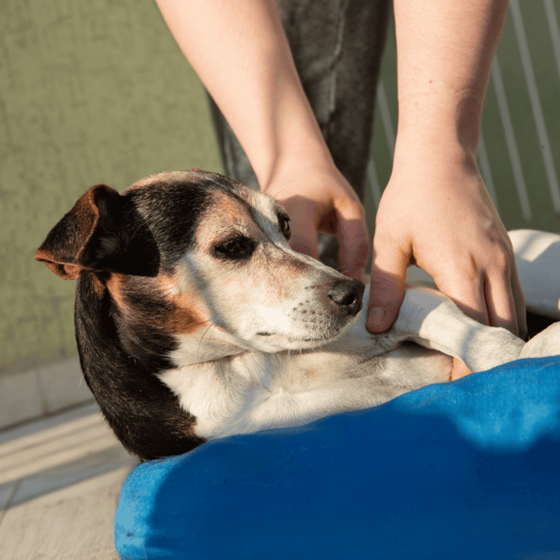 Brazilian Terrier photo 1