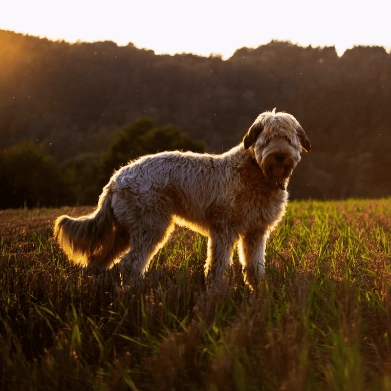 Briard photo 2