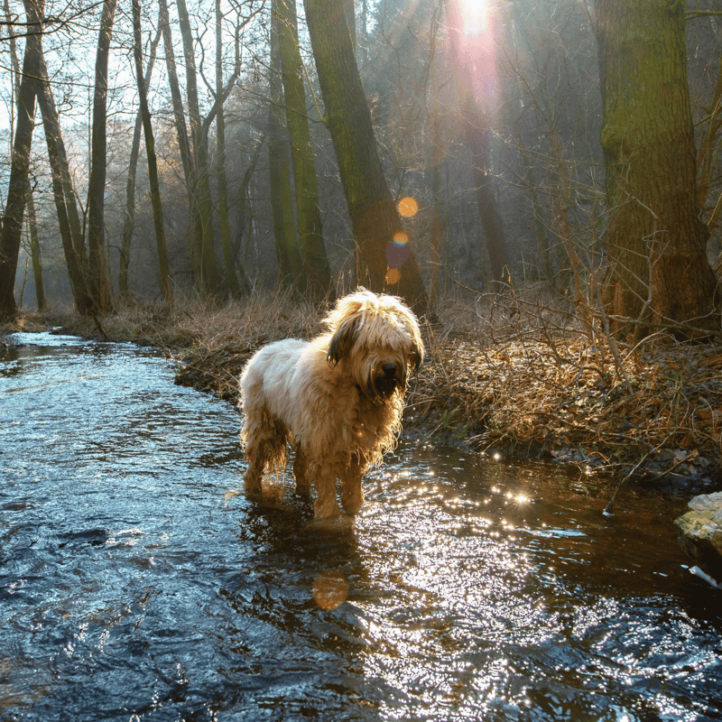 Briard photo 3