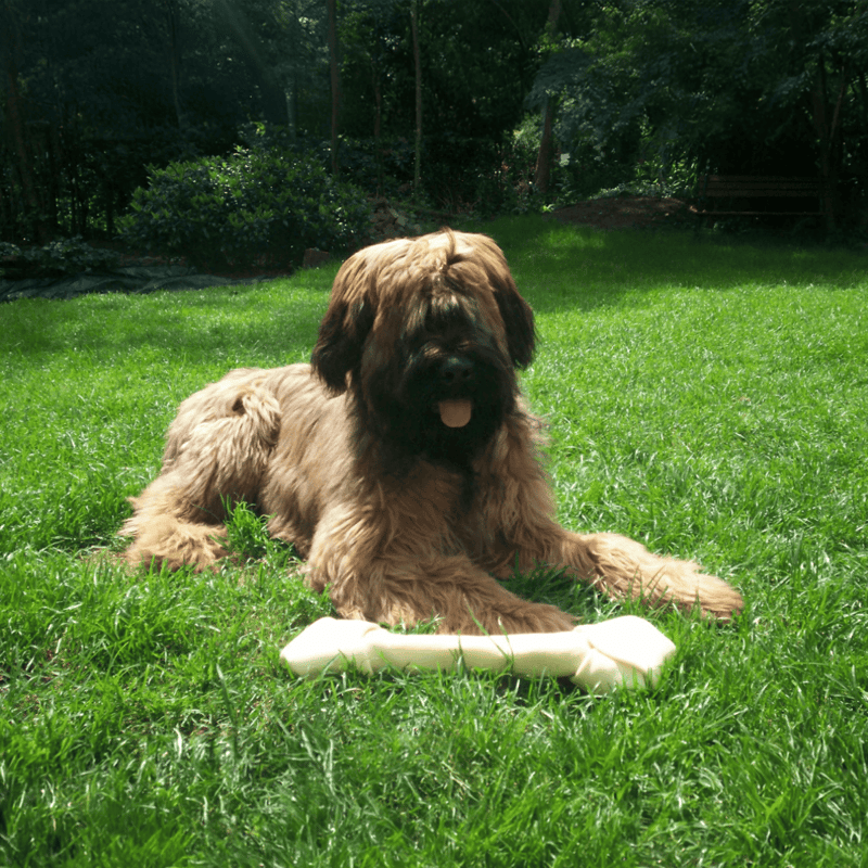 Briard photo 1