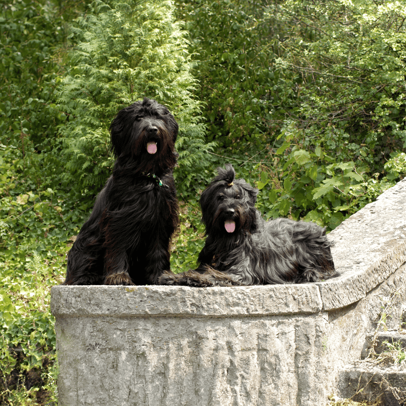 Briard Male Vs. Female