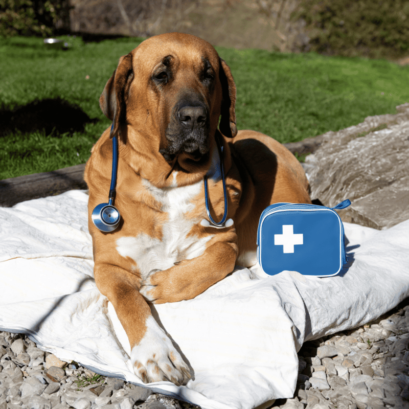 Broholmer health