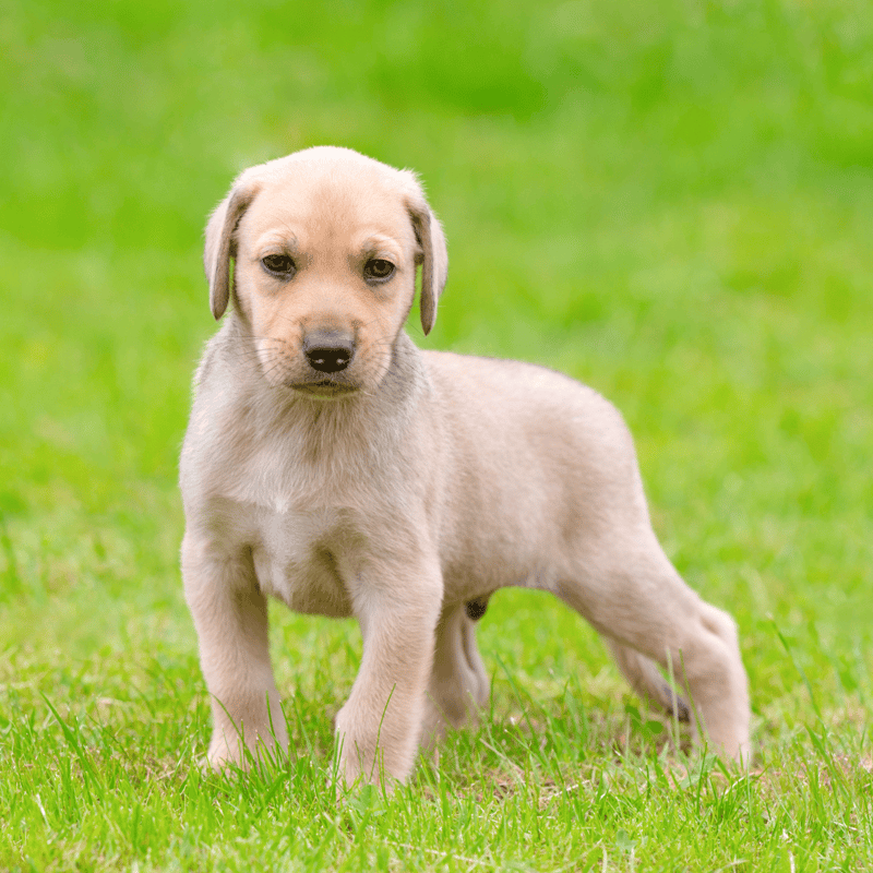 Broholmer Puppies