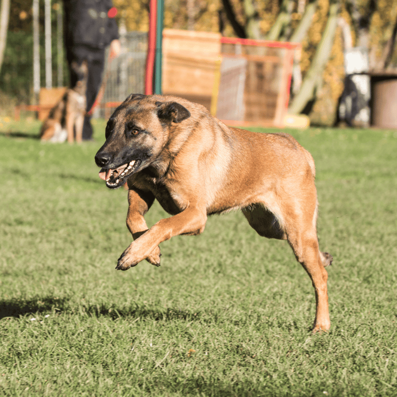 Broholmer Training