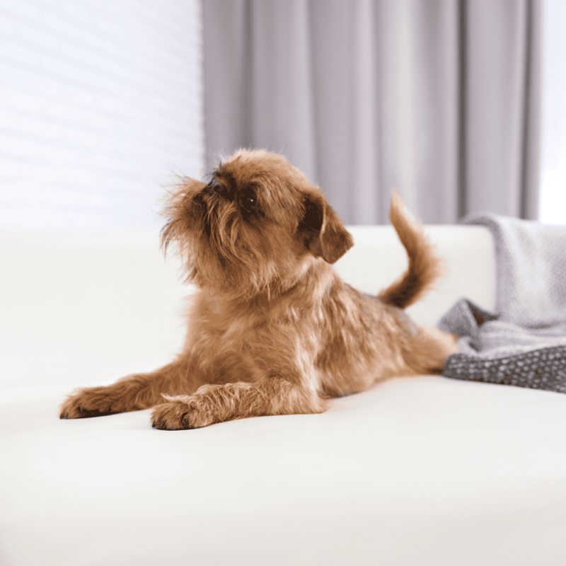 Brussels Griffon photo 3