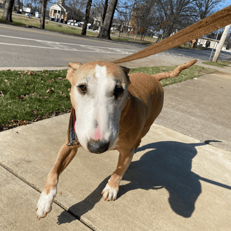 Bull Terrier photo 2