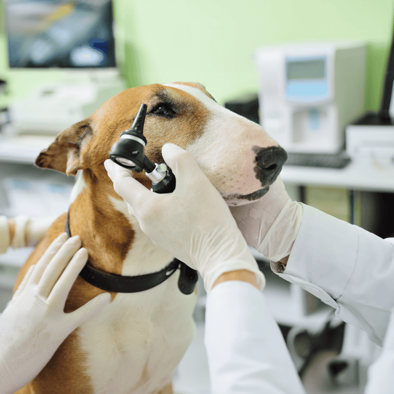 Bull Terrier health