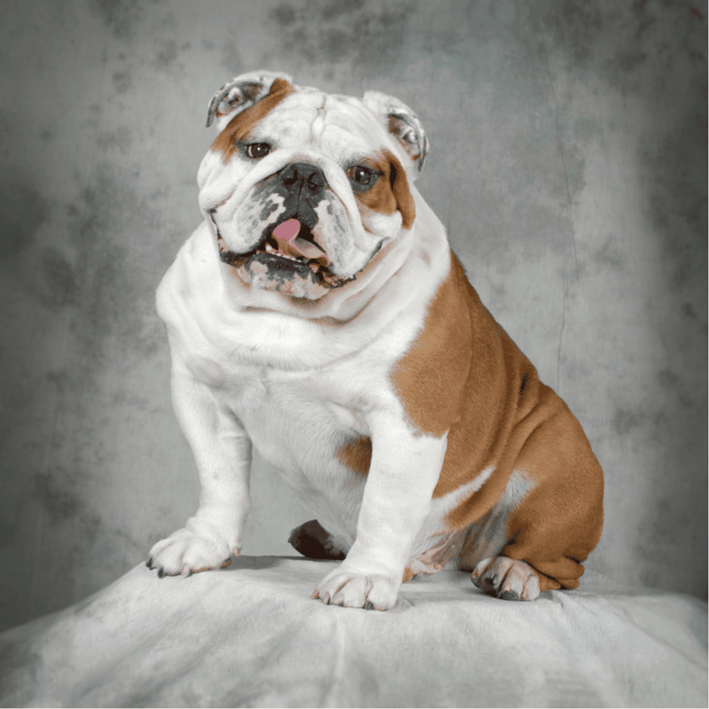 Bulldog overview