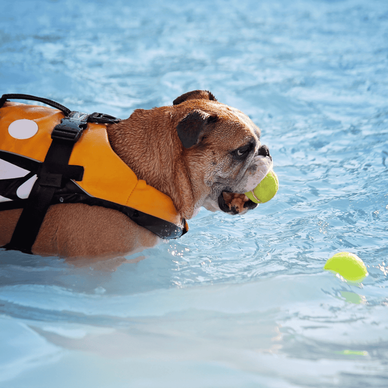 Bulldog Exercise