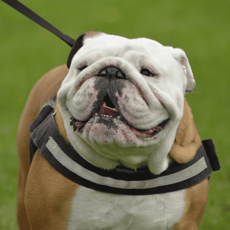 Bulldog photo 2