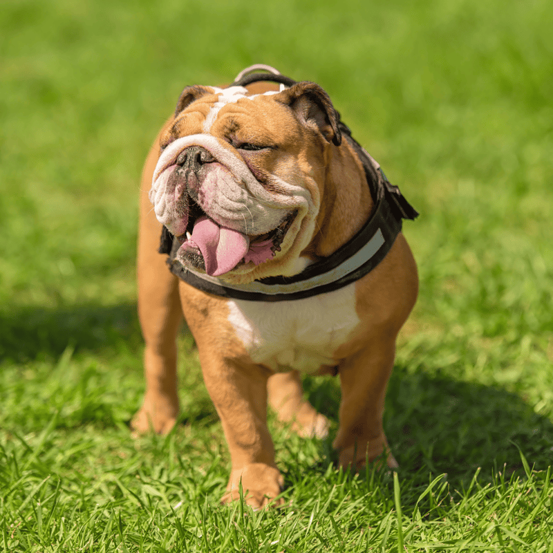 Bulldog photo 3