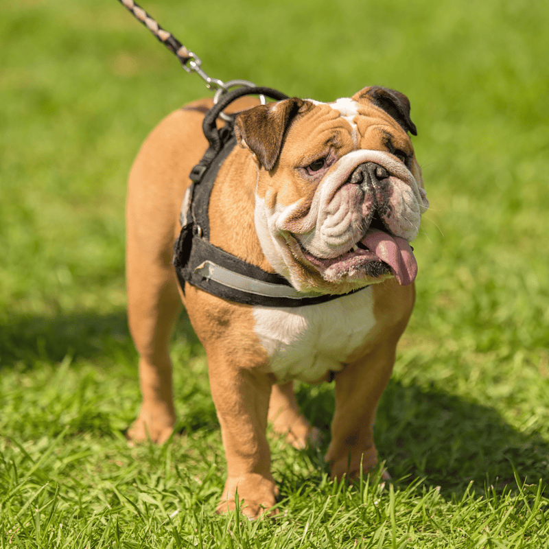 Bulldog photo 1