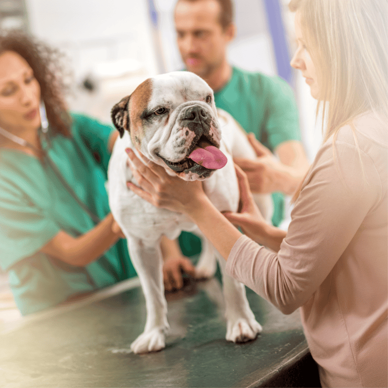 Bulldog health