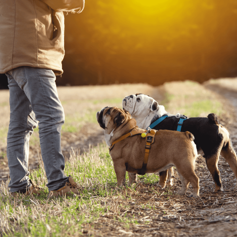 Bulldog Training