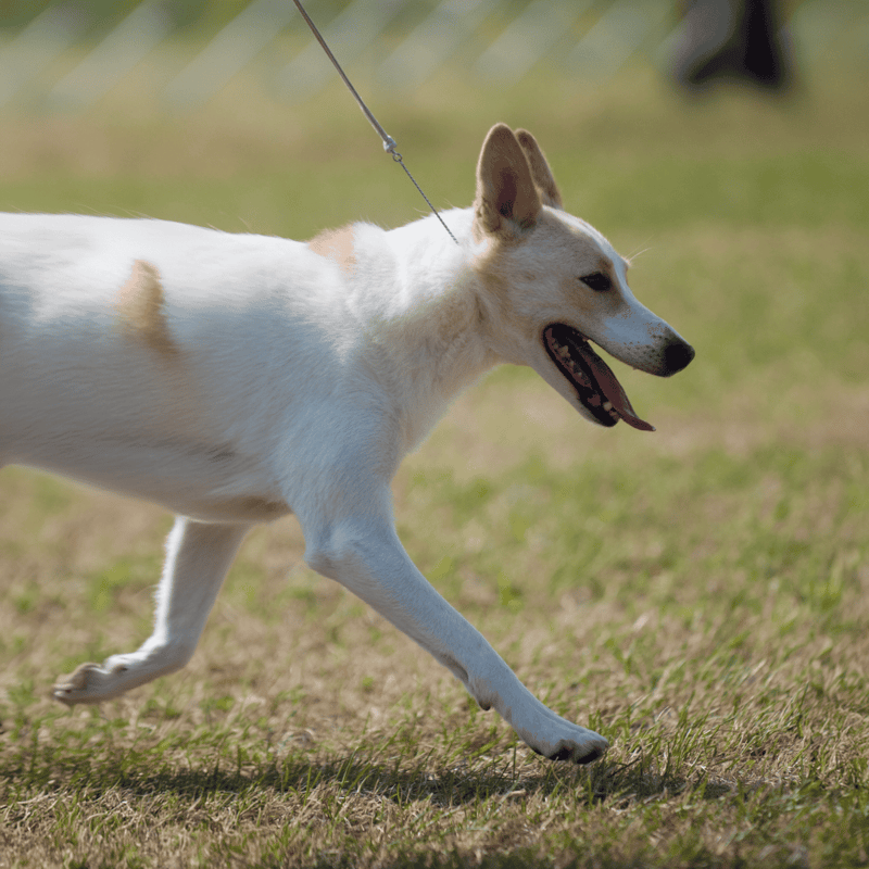 Canaan Dog overview