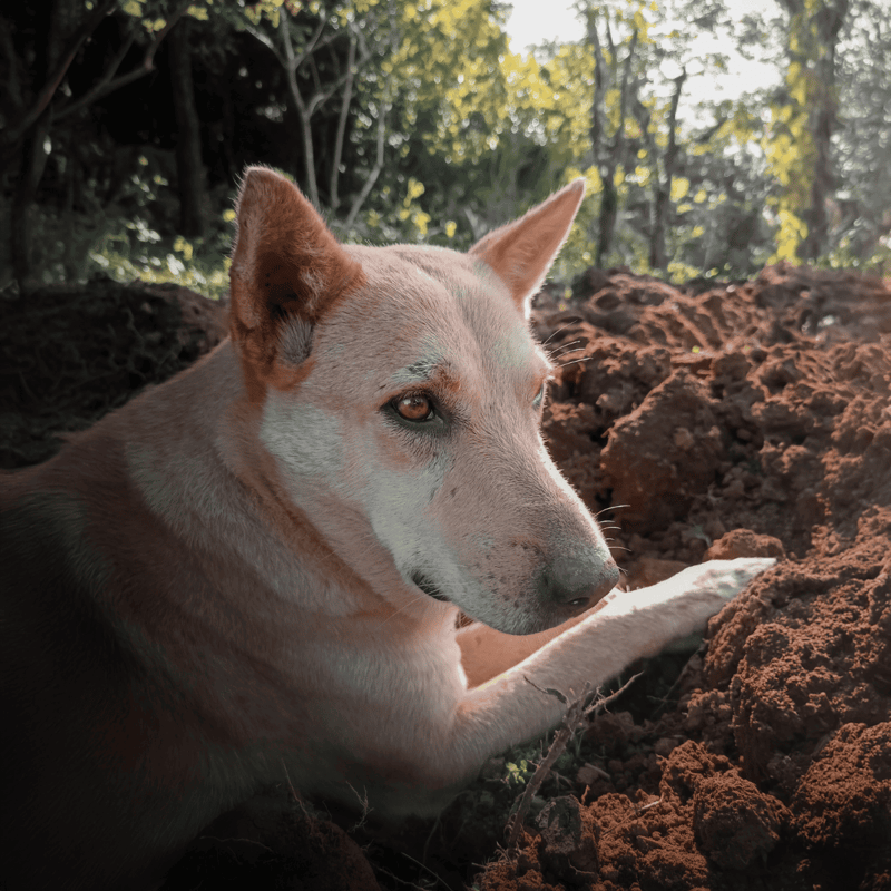 Canaan Dog photo 3