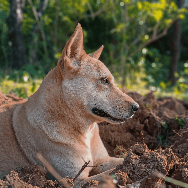 Canaan Dog photo 1