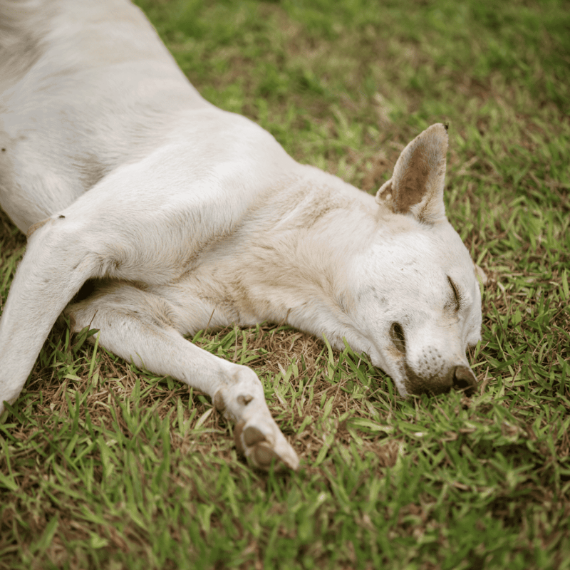 Canaan Dog Grooming