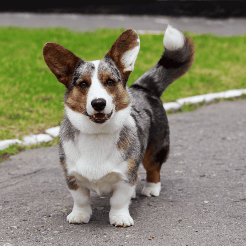 Cardigan Welsh Corgi Ancient Welsh Law Protected Them