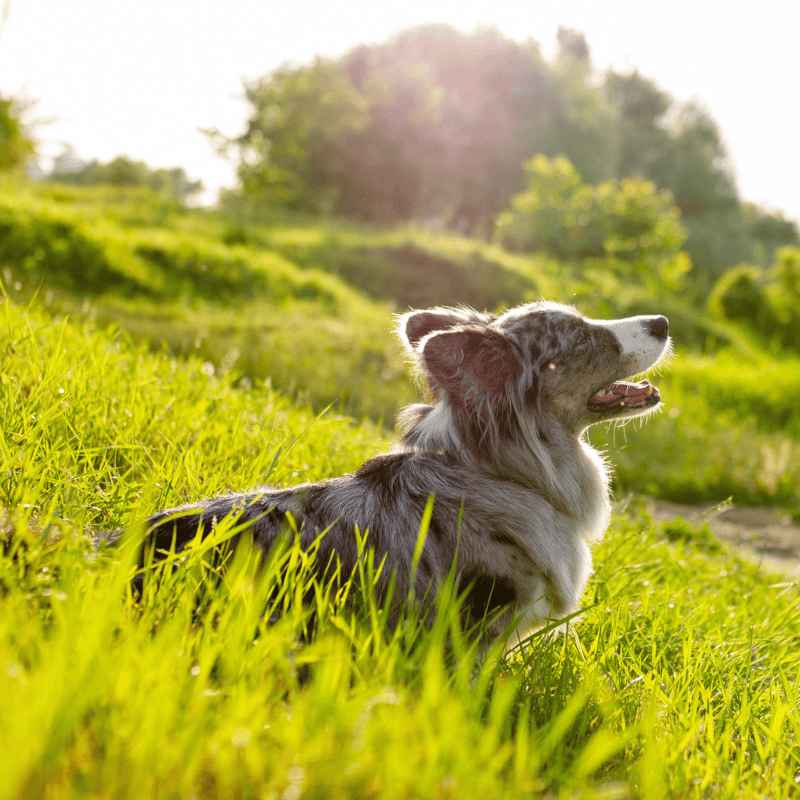 Cardigan Welsh Corgi photo 2