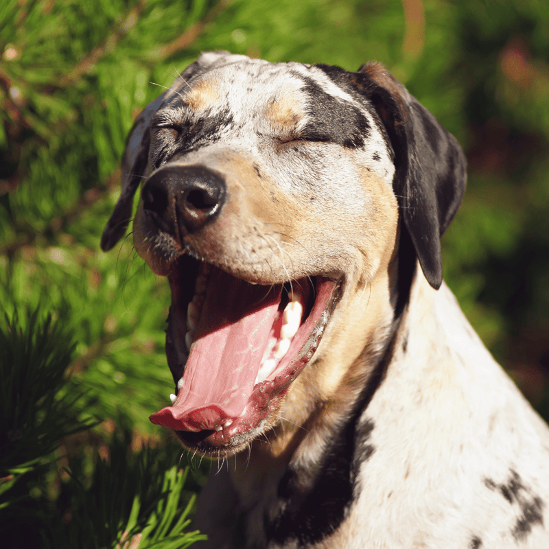 Catahoula Leopard Dog photo 2
