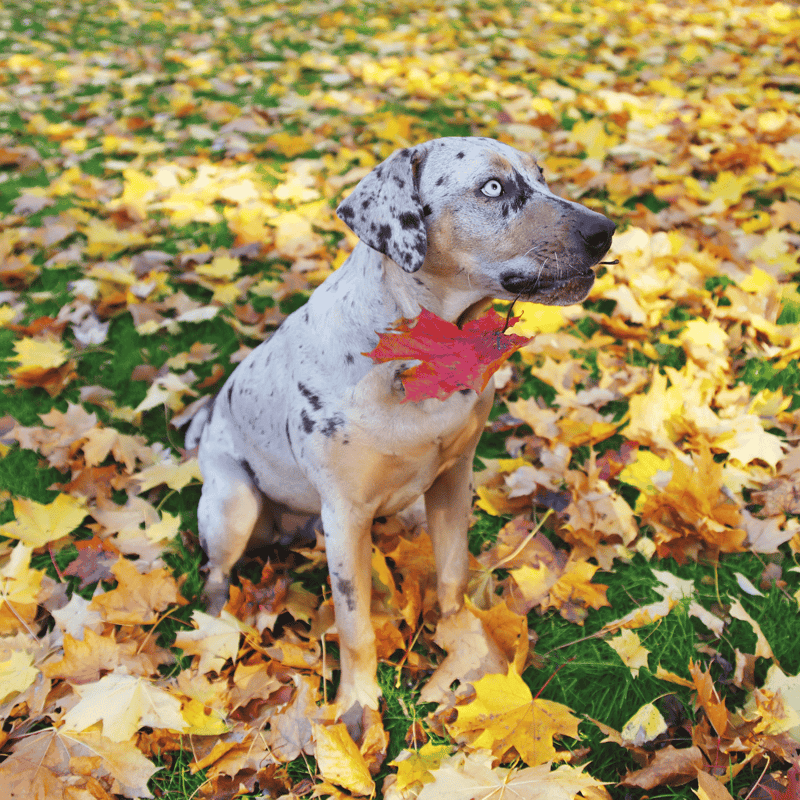 Catahoula Leopard Dog photo 3